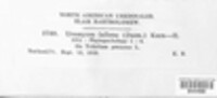 Uromyces fallens image